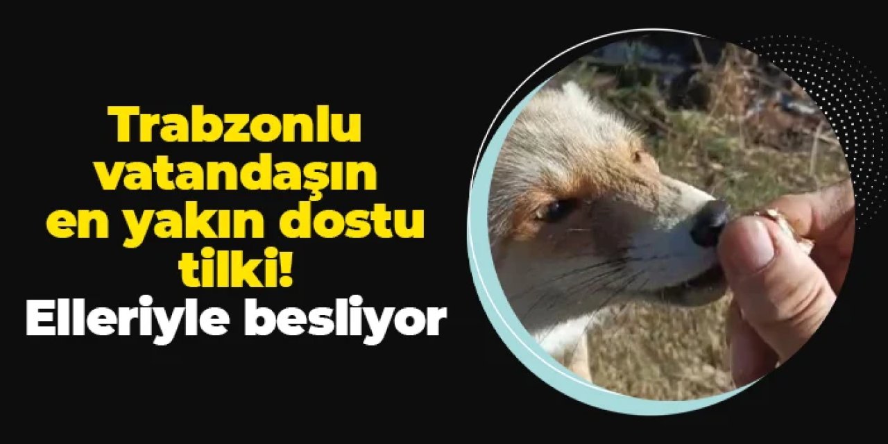 Trabzonlu vatandaşın en yakın dostu tilki! Elleriyle besliyor
