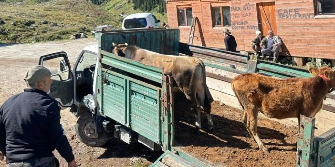 Rize’de yaylalardan dönüş erken başladı
