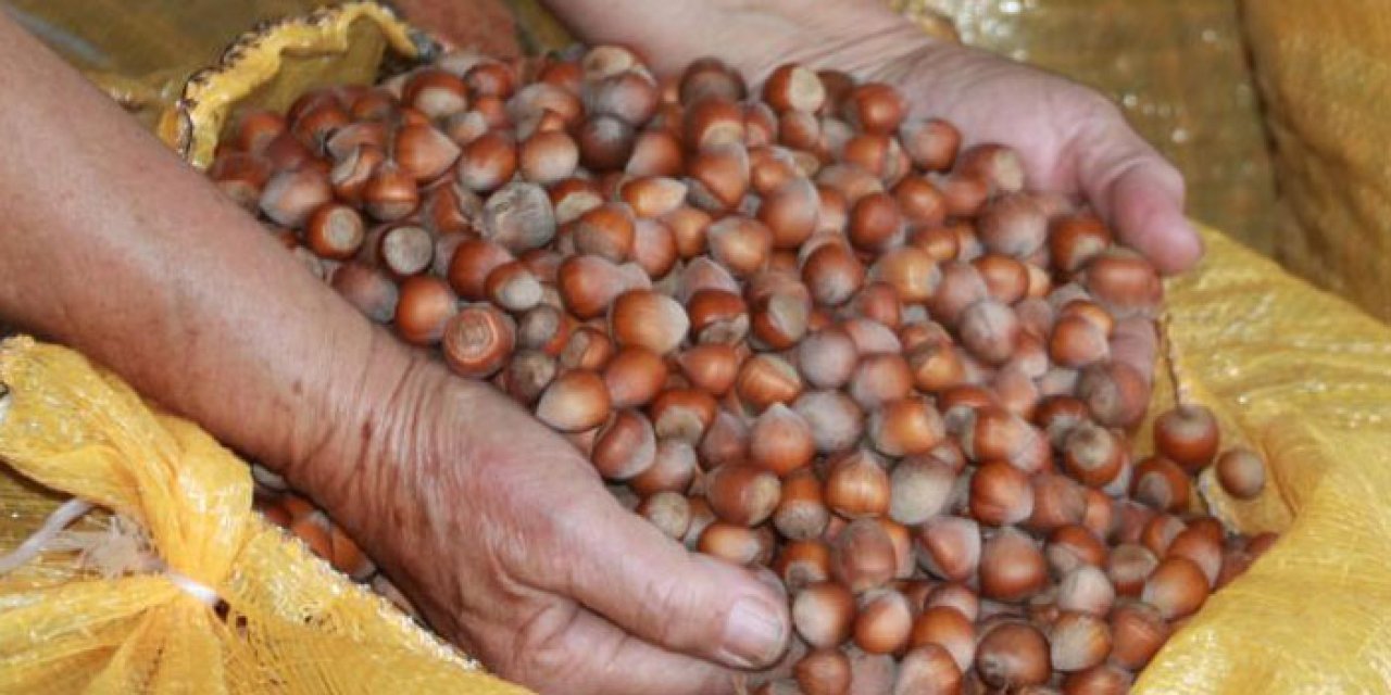 Fındık 320 liraya dayandı! Üretici gözünü 500’e dikti