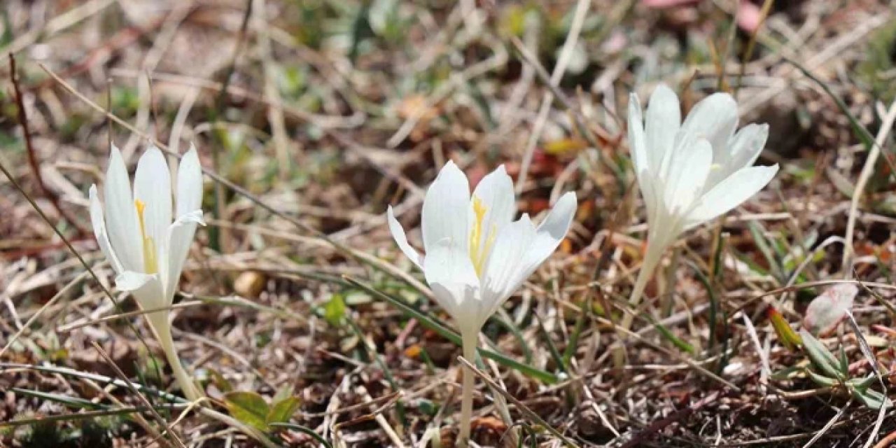 Trabzon'da bu çiçeği görenler yaylaları terk ediyor!