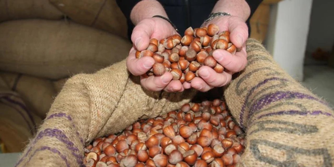 Fındık fiyatları çıkışta! İşte Trabzon ve illere göre son durum