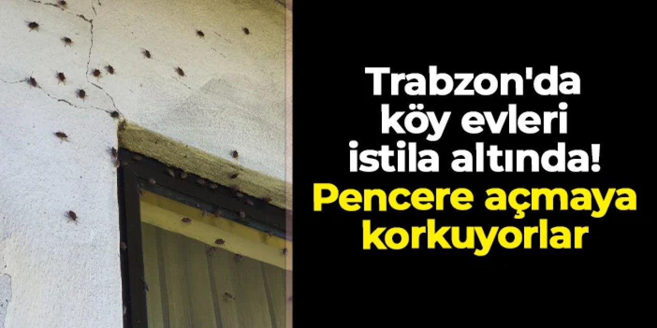 Trabzon'da köy evleri istila altında! Vatandaşlar çaresiz