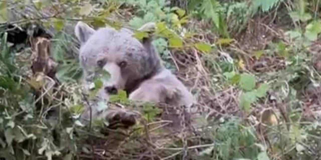 Karabük'te kapana yakalanan ayı kamerada