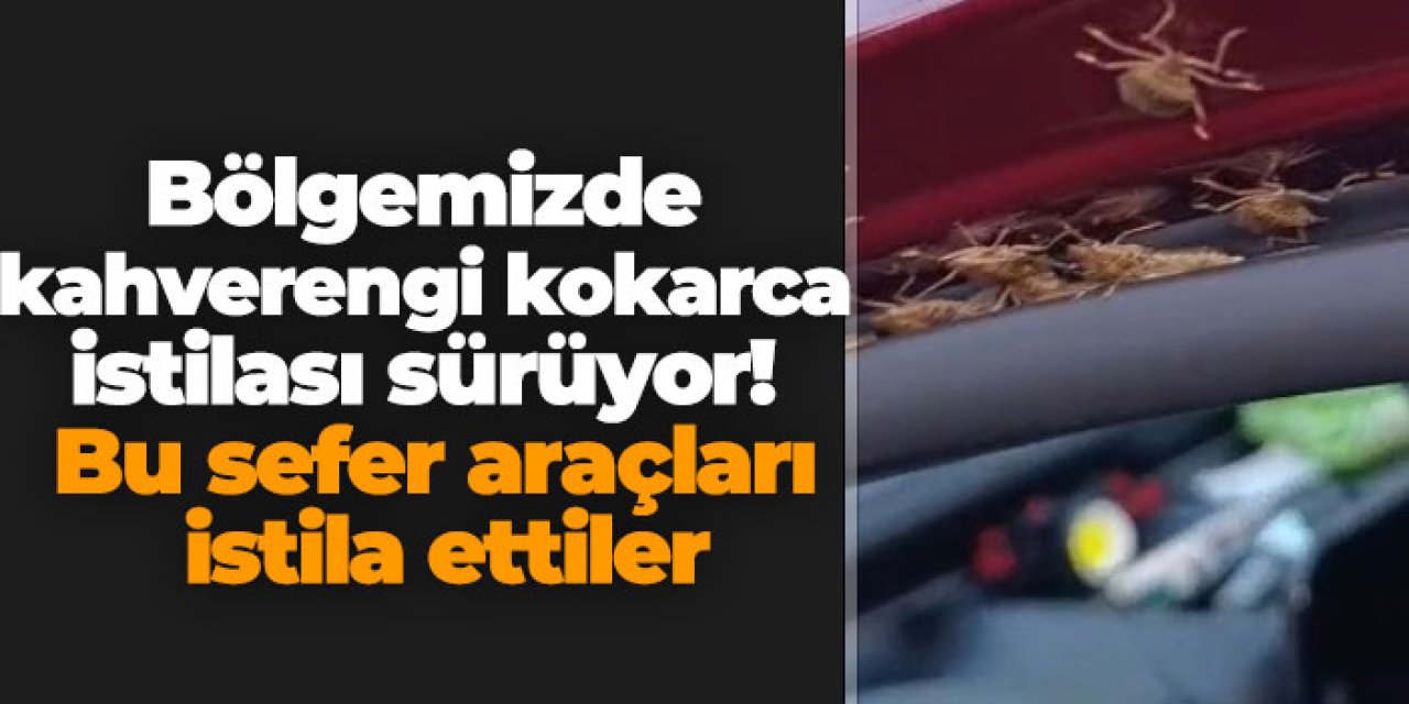 Bölgemizde kahverengi kokarca istilası sürüyor! Bu sefer araçları istila ettiler