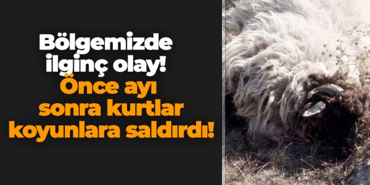 Bölgemizde ilginç olay! Önce ayı sonra kurtlar koyunlara saldırdı!
