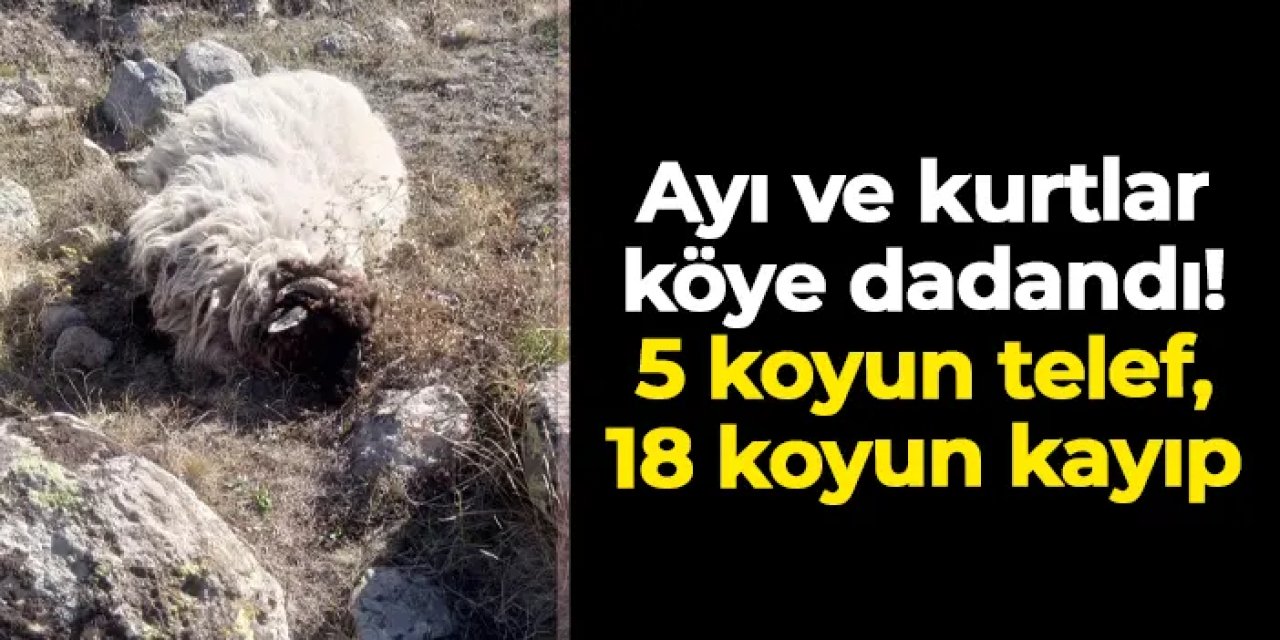 Ayı ve kurtlar köye dadandı!  5 koyun telef, 18 koyun kayıp