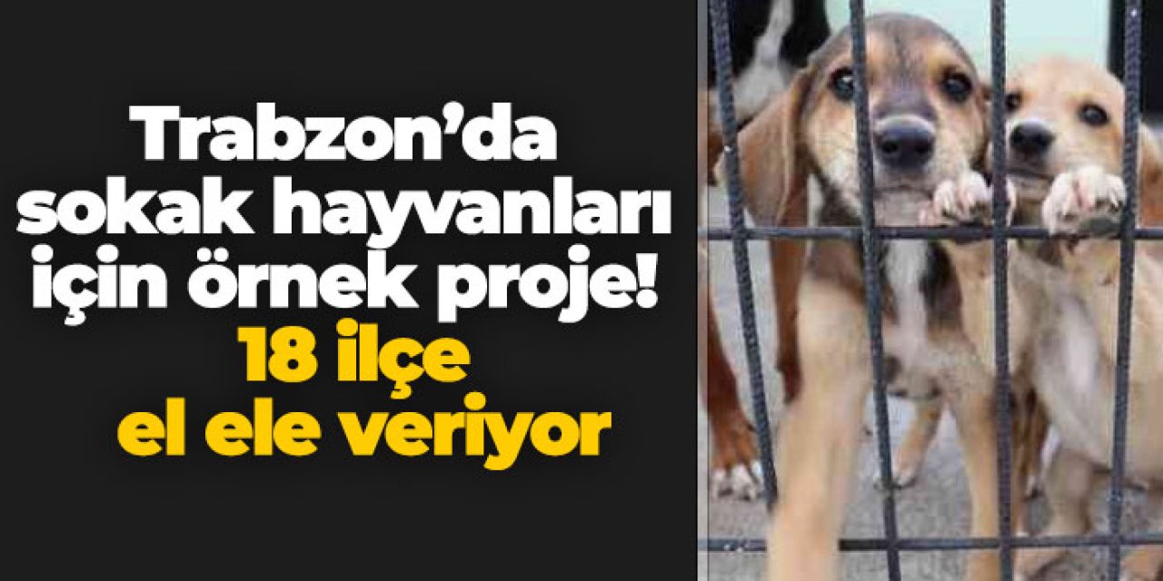 Trabzon’da sokak hayvanları için örnek proje! 18 ilçe el ele veriyor