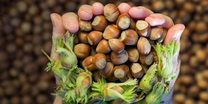Trabzon'da fındık fiyatları arttı mı? İşte son durum: 9 Ekim Perşembe