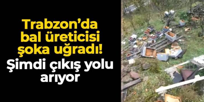 Trabzon'da bal üreticisi şoku yaşadı: Şimdi çıkış yolu arıyor