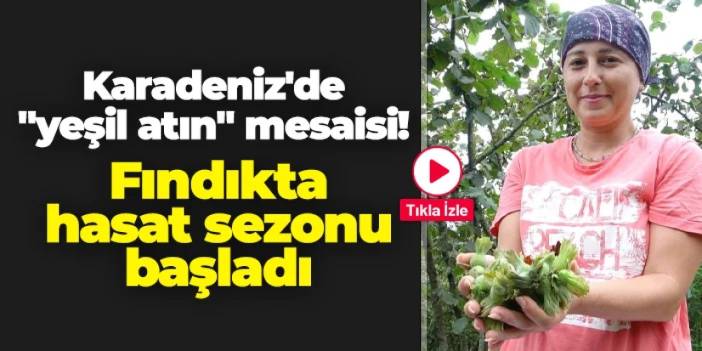 Karadeniz'de "yeşil atın" mesaisi: Fındıkta hasat sezonu başladı
