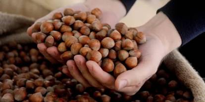 Fındık haftayı kaç lirayla kapattı? İşte serbest piyasada son durum