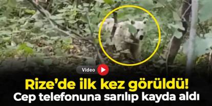 Rize'de ilk kez görüldü: Cep telefonuna sarılıp kayda aldı