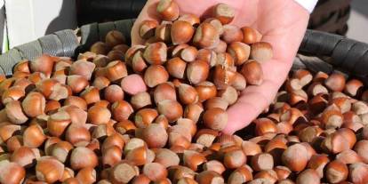 Fındık fiyatları çakılmıştı! İşte serbest piyasada son durum