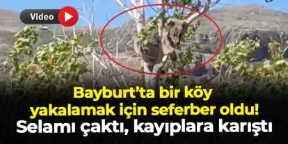 Bayburt'ta bir köy seferber oldu: Ağaç üstünde görüldü, yine kaçtı