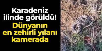 Karadeniz ilinde dünyanın en zehirli yılanı görüldü! O anlar kamerada