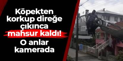 Düzce'de köpekten korkup kaçtı, direğe çıkınca mahsur kaldı