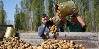 Bayburt'ta ilaçsız ve gübresiz yetiştiriliyor: Patates hasadı yüzleri güldürdü
