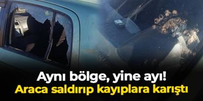 Gümüşhane'de aynı bölge, yine ayı! Araca saldırıp kayıplara karıştı