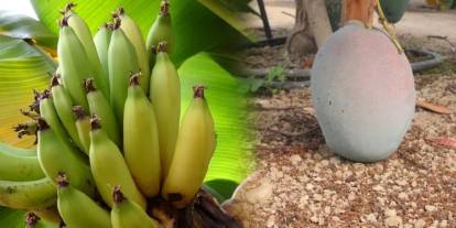 Ordu'da muz ve mango yetiştiriyorlar