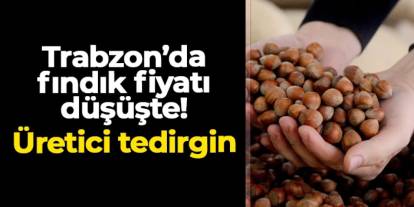 Trabzon’da fındık fiyatları düşüşte: Üretici tedirgin