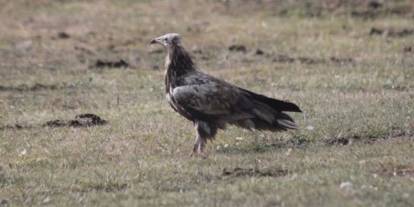 Nesli tehlike altında olan Mısır Akbabası Bayburt'ta görüldü