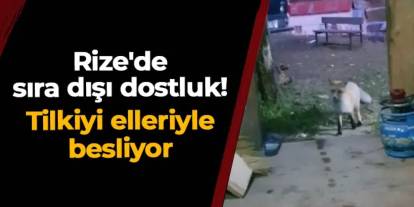 Rize'de sıra dışı dostluk: Tilkiyi elleriyle besliyor