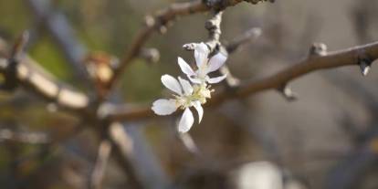 Gümüşhane’de meyve ağacı Kasım ayında çiçek açtı