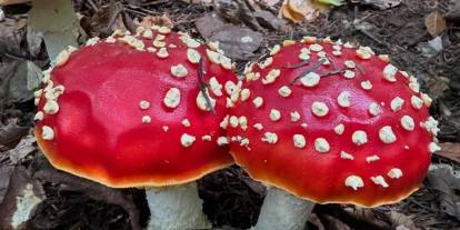 Zehirli mantar kahverengi kokarcanın çözümü olabilir! Trabzon'da umutlandıran çalışma