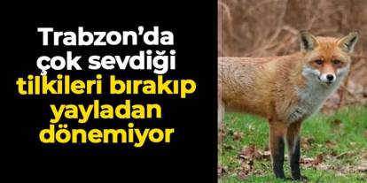 Trabzon'da çok sevdiği tilkileri bırakıp yayladan dönemiyor