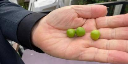 Sinop'ta hayretlik olay! Kasım ayında çiçek açıp meyve verdi