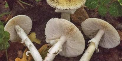 Uzman isim "korkmalıyız" diyerek mantar için uyardı: "6 saat sonra şikayet başlıyorsa..."