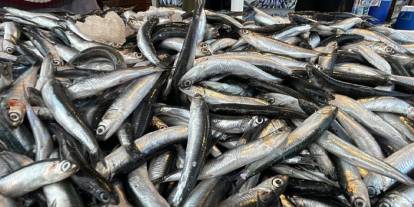 Trabzon'da hamsinin fiyatı 2 günde ikiye katlandı!