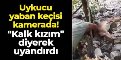 Artvin'de uykucu yaban keçisi kamerada: "Kalk kızım" diyerek uyandırdı