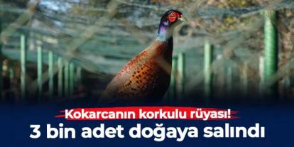 Kokarcanın korkulu rüyası! 3 bin adet doğaya salındı