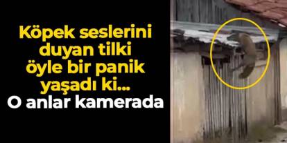 Köpek seslerini duyan tilki öyle bir panik yaşadı! O anlar kamerada