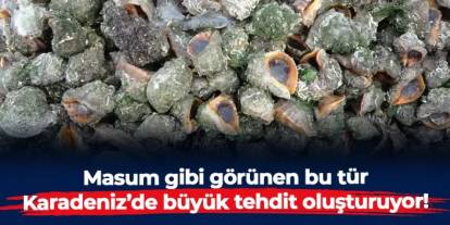 Karadeniz'de deniz salyangozu ve taraklı medüz tehdidi