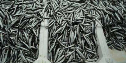 Samsun'da hamsi fiyatı fırladı! Vatandaş tezgaha yanaşamıyor