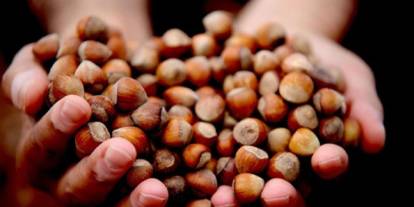 250 liraya düşen fındık fiyatı yeniden artar mı? Açıklama geldi