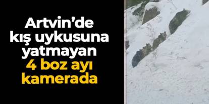 Artvin'de 4 boz ayı kameraya takıldı