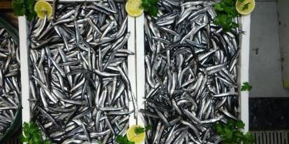 Hamsi ihracatında rekor artış: Trabzon'dan dikkat çeken katkı