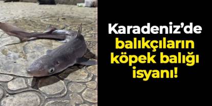 Karadeniz'de balıkçıların köpek balığı isyanı! "Sürekli takım yapmak zorunda kalıyoruz"