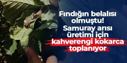Fındığın başına bela olmuştu! Samuray arısı üretimi için kahverengi kokarca toplanıyor