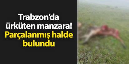 Trabzon'da ürküten manzara! Parçalanmış halde bulundu