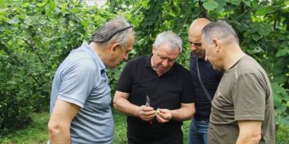 Trabzon’da fındıkta çotanak sayımı başladı! Rekolte tespiti yapılacak