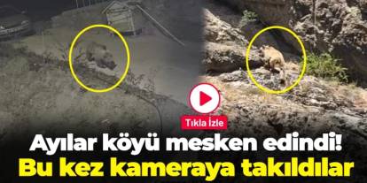 Gümüşhane'de ayılar köyü mesken edindi! Bu kez kameraya takıldılar