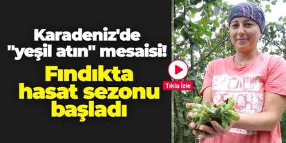 Karadeniz'de "yeşil atın" mesaisi: Fındıkta hasat sezonu başladı