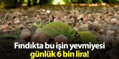 Fındıkta bu işin yevmiyesi günlük 6 bin lira!