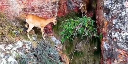 Gümüşhane'de yaban keçileri kameraya takıldı