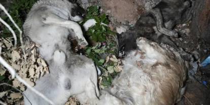 Gümüşhane'de köpek ölümleri için yeni gelişme!