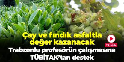 Çay ve fındık asfaltla değer kazanacak! Prof. Dr. Erol İskender'in projesine TÜBİTAK desteği